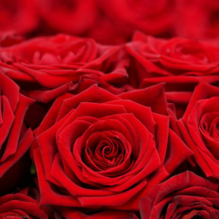 roten Rosen - nicht nur zum Valentinstag