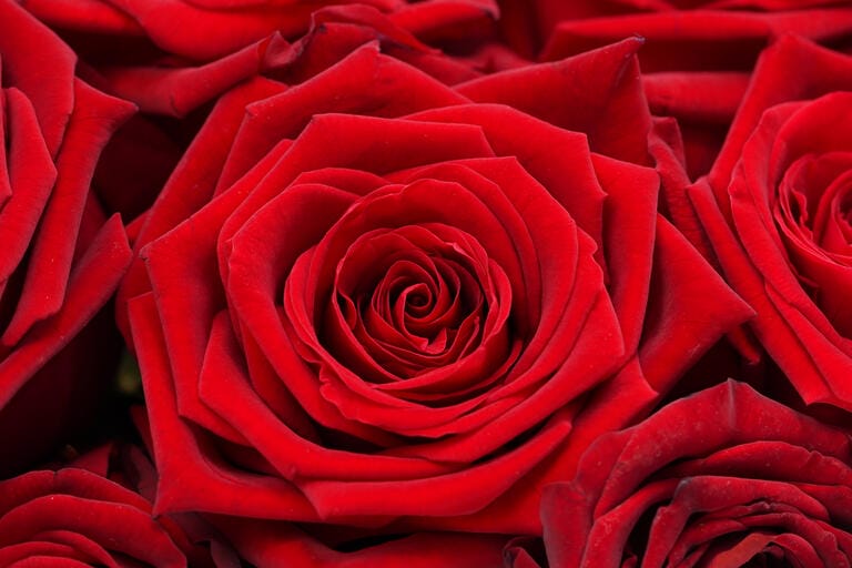 roten Rosen - nicht nur zum Valentinstag
