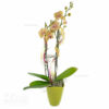 gelbe Phalenopsis-Orchidee mit Dekoration und Übertopf