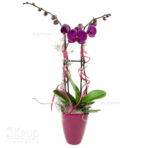 lila Phalenopsis-Orchidee mit Dekoration und Übertopf