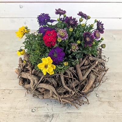 Ein farbenfrohes Blumenarrangement aus gelben, purpurnen, roten und violetten Blüten, eingepflanzt in einen dicken, rustikalen Kranz aus naturbelassenen Ästen und Wurzeln, der auf einem hellen Holztisch steht