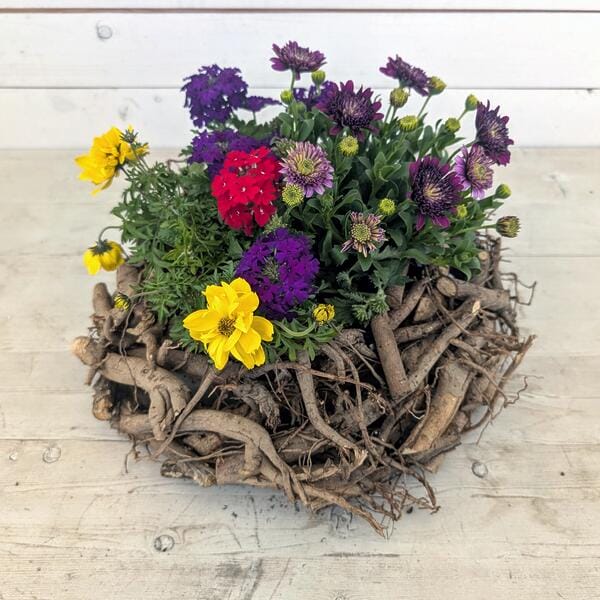 Ein farbenfrohes Blumenarrangement aus gelben, purpurnen, roten und violetten Blüten, eingepflanzt in einen dicken, rustikalen Kranz aus naturbelassenen Ästen und Wurzeln, der auf einem hellen Holztisch steht