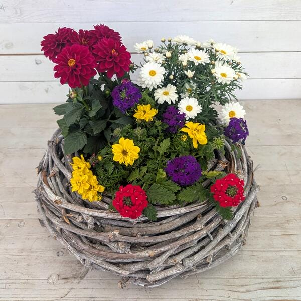 Ein runder, rustikaler Weidenkranz auf einem hellen Holztisch, der üppig mit farbenfrohen Blumen bepflanzt ist. Zu sehen sind violette, rote und weiße Petunien sowie rosa Margeriten und Nelken vor einer weißen Holzwand.