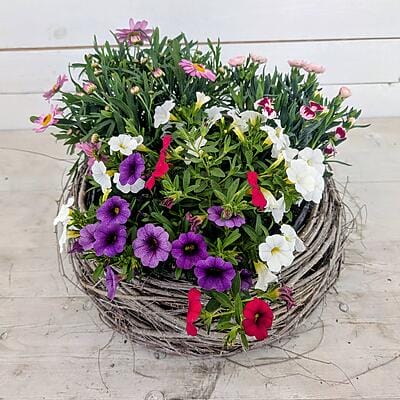 Ein rustikaler Weidenkorb, reich bepflanzt mit bunten Sommerblumen, steht auf einem hellen Holztisch vor einer weißen Holzwand. Das Arrangement zeigt eine Vielfalt an Blüten, darunter weiße Margeriten, rote Dahlien, violette, rote und weiße Petunien sowie rosa Dahlien. Die Pflanzen wachsen üppig aus dem Korb heraus, wobei einige Blüten und Triebe malerisch über den Rand hängen. Der Weidenkorb hat eine natürliche, geflochtene Struktur. Der Holztisch weist eine sichtbare Maserung auf, und die Holzwand im Hintergrund besteht aus horizontalen Brettern.