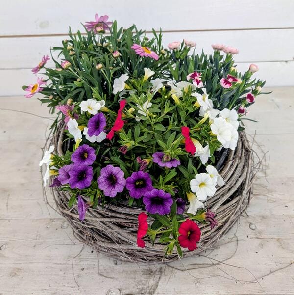 Ein rustikaler Weidenkorb, reich bepflanzt mit bunten Sommerblumen, steht auf einem hellen Holztisch vor einer weißen Holzwand. Das Arrangement zeigt eine Vielfalt an Blüten, darunter weiße Margeriten, rote Dahlien, violette, rote und weiße Petunien sowie rosa Dahlien. Die Pflanzen wachsen üppig aus dem Korb heraus, wobei einige Blüten und Triebe malerisch über den Rand hängen. Der Weidenkorb hat eine natürliche, geflochtene Struktur. Der Holztisch weist eine sichtbare Maserung auf, und die Holzwand im Hintergrund besteht aus horizontalen Brettern.