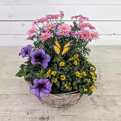 arbenfrohes Blumenarrangement im Weidenkorb mit rosa Margeriten, violetten Petunien, gelben Blüten und einem Deko-Schmetterling auf hellem Holzhintergrund.