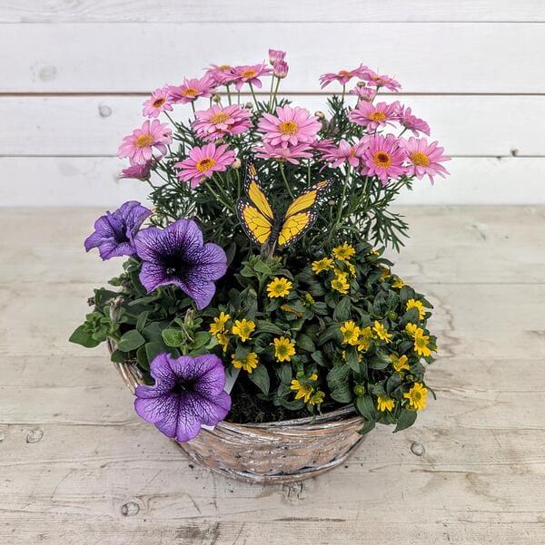 arbenfrohes Blumenarrangement im Weidenkorb mit rosa Margeriten, violetten Petunien, gelben Blüten und einem Deko-Schmetterling auf hellem Holzhintergrund.