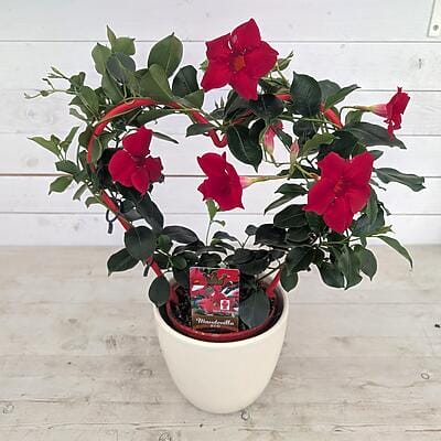 Mandevilla Kletterpflanze mit roten Blüten am Herz-Rankstab in einem weißen Topf